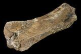 Partial Fossil Edmontosaurus Humerus - South Dakota #145877-4